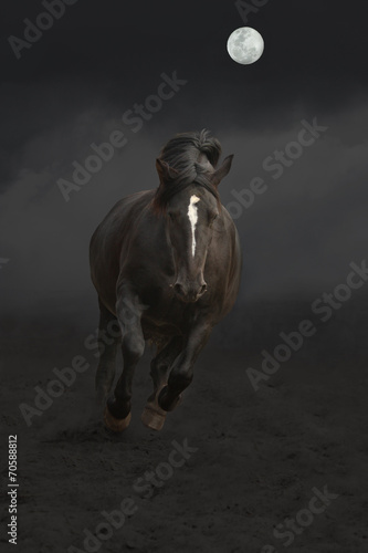 Plakat dziki jeździectwo kucyk