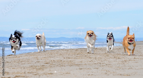 Plakat Chihuahua biegnące po plaży