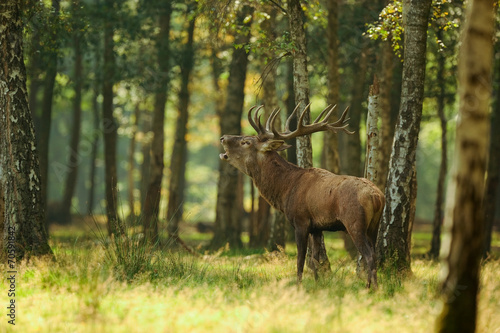 Plakat natura park polowanie drewno wiertło