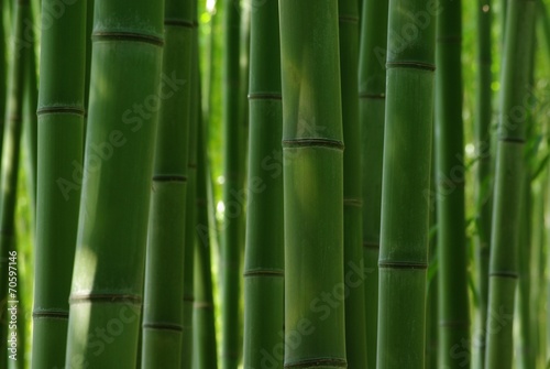 Fotoroleta bambus roślina naturalny tekstura plener