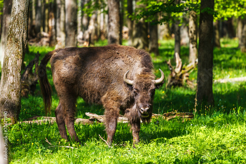 Naklejka łąka natura fauna