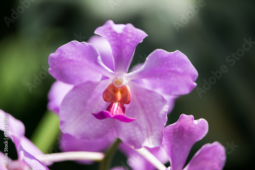 Fototapeta ogród tropikalny kwiat świeży