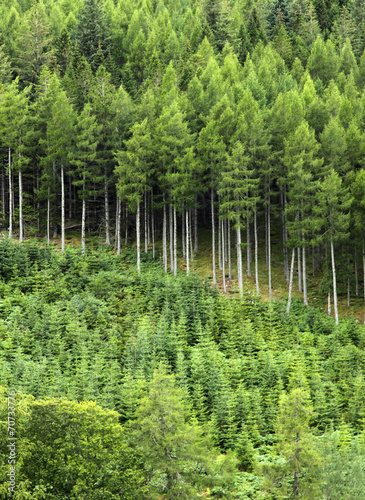 Naklejka natura sosna drzewa