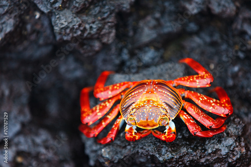 Fototapeta krab tropikalny dziki owoce morza zwierzę