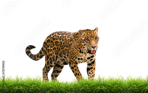 Obraz na płótnie jaguar natura mężczyzna kot świeży