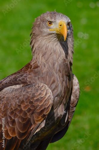 Fototapeta niebo oko łapać spojrzenie vogel