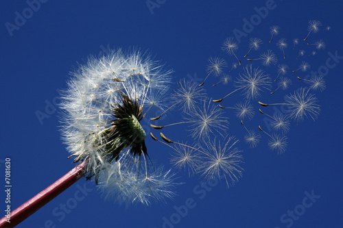Obraz na płótnie ogród pyłek kwiat niebo