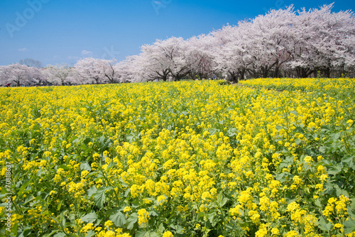 Naklejka park kwiat japonia