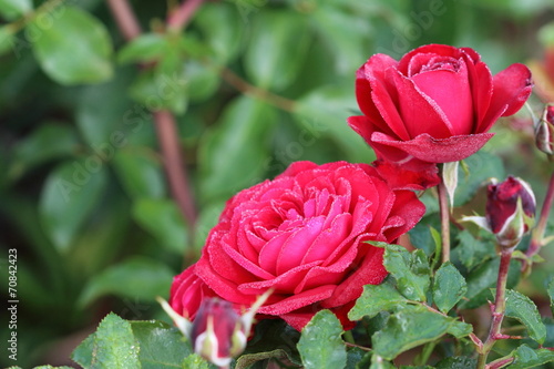 Naklejka woda ogród rosa