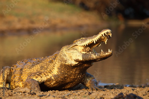 Obraz na płótnie afryka woda natura krokodyl aligator