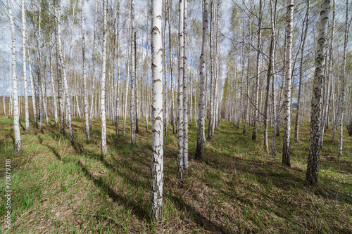 Fototapeta spokojny wzór wiejski rosja pejzaż