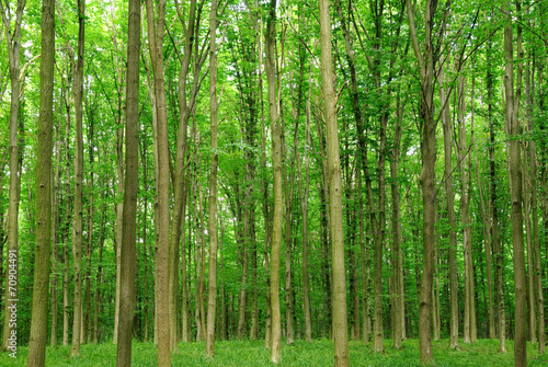 Fototapeta trawa zdrowie jesień wzór park