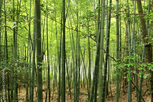 Fototapeta bambus roślina japonia krajobraz