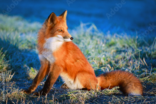 Fotoroleta natura trawa dziki zwierzę