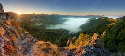 Plakat panorama natura drzewa roślina panoramiczny