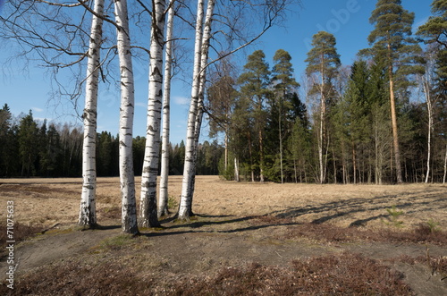 Fototapeta polana natura łąka sosna trawa