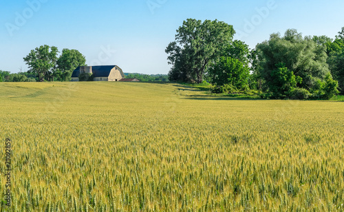 Fototapeta drzewa niebo natura piękny jedzenie