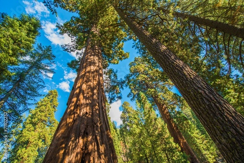 Naklejka las natura roślina kalifornia drzewa