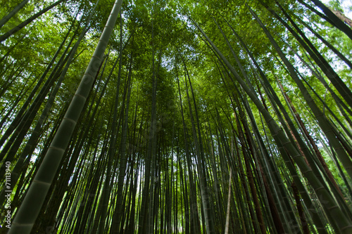 Naklejka wzór japonia roślina