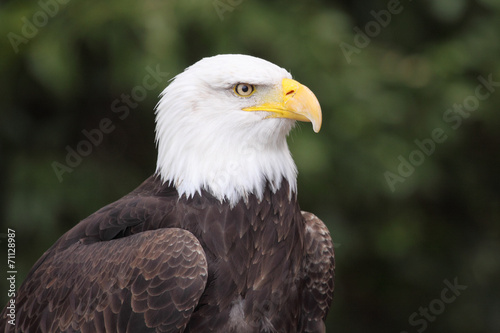 Fotoroleta amerykański natura alaska zwierzę