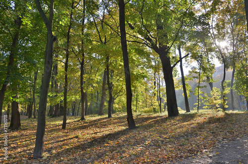 Naklejka roślina wiejski natura drzewa pejzaż