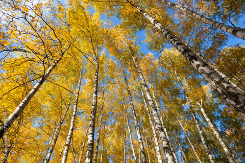 Naklejka las natura park