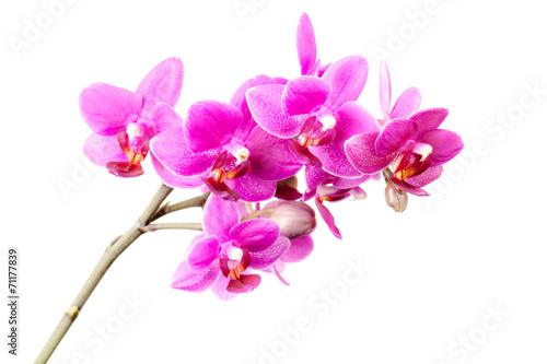 Obraz na płótnie roślina kwiat natura tropikalny