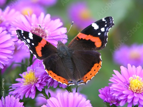 Plakat roślina ogród motyl kwiat lot