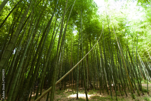 Naklejka bambus wzór egzotyczny świeży azja