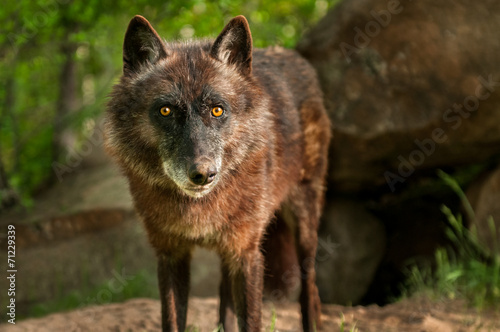 Obraz na płótnie zwierzę ssak natura canis