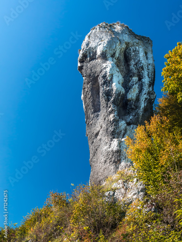 Plakat pejzaż narodowy drzewa