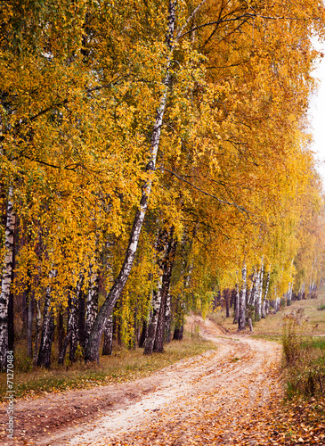 Fototapeta piękny natura park brzoza ścieżka