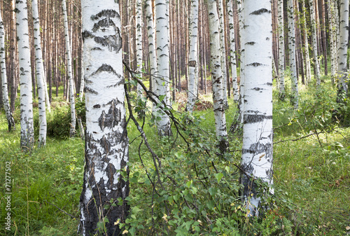 Naklejka brzoza drzewa las natura