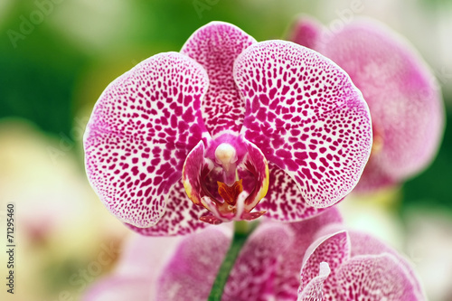 Obraz na płótnie piękny kwiat roślina tropikalny bukiet