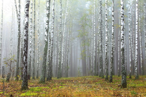 Naklejka brzoza spokojny lato wzór natura