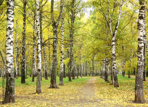 Fototapeta drzewa park natura trawa jesień