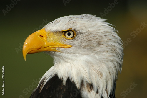 Fotoroleta zwierzę kanada ameryka ptak