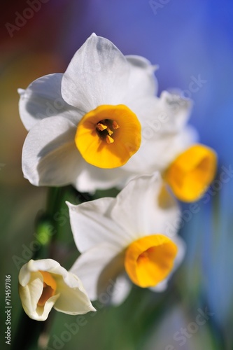 Fototapeta narcyz ładny kwiat roślina