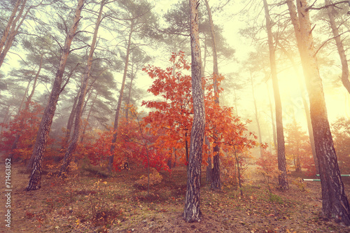 Naklejka natura kwiat vintage pole