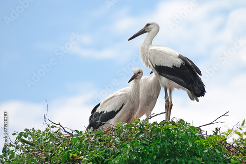 Fotoroleta uśmiech portret natura