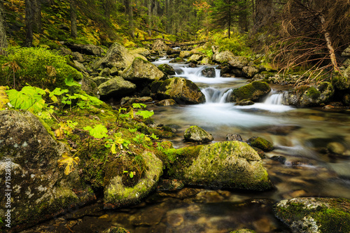 Plakat widok tatry las