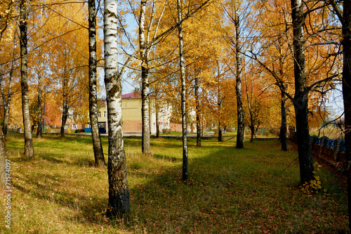 Naklejka natura park las trawa