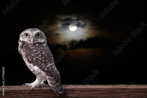 Fotoroleta noc zwierzę ptak księżyc