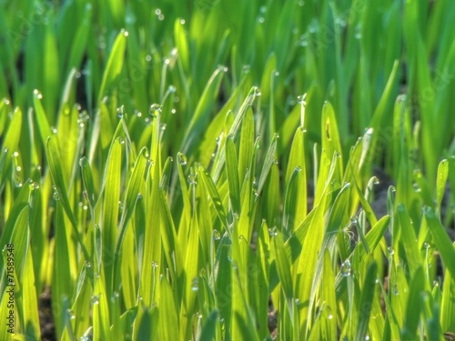 Naklejka natura wieś pastwisko dziki