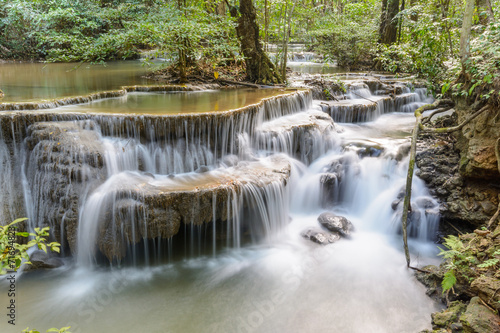 Obraz na płótnie drzewa las natura