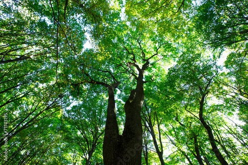 Fotoroleta natura bezdroża polana roślina pejzaż