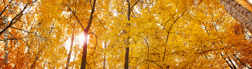 Plakat jesień park panorama wzór natura