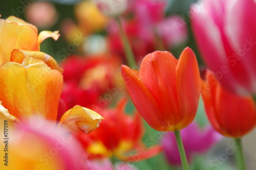 Naklejka tulipan roślina kwiat sprężyna wielkanoc