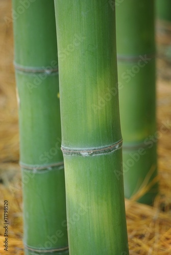 Obraz na płótnie roślina ładny bambus krajobraz plener