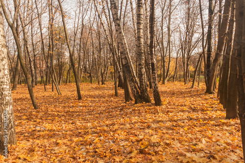 Naklejka las park brzoza